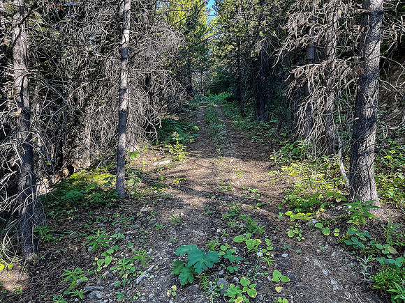 Biking up a series of logging roads along the lower SW flanks of Battleship.