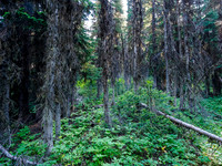 A short stint of bushwhacking before the boulder field.