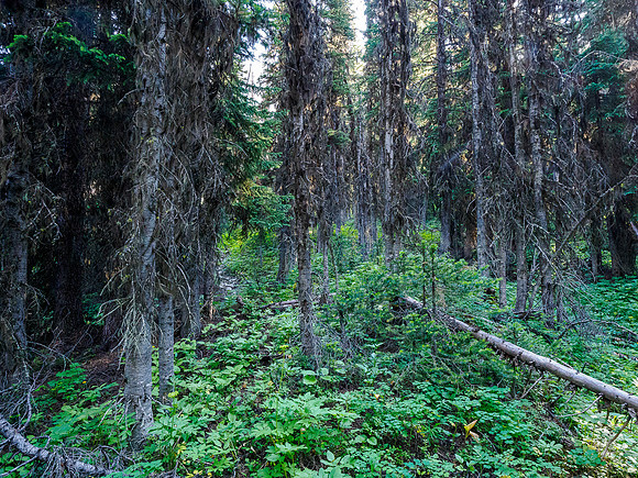 A short stint of bushwhacking before the boulder field.