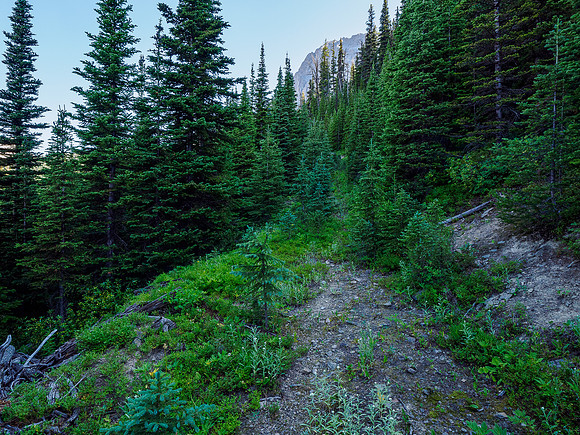 Hiking the overgrown logging road toward the boulder field.