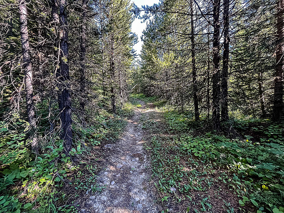 Biking up a series of logging roads along the lower SW flanks of Battleship.
