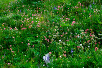 Wildflowers.