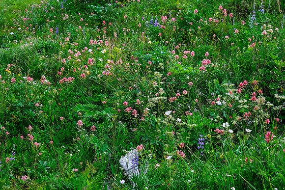 Wildflowers.