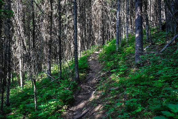 Hiking through light forest on the GDT.