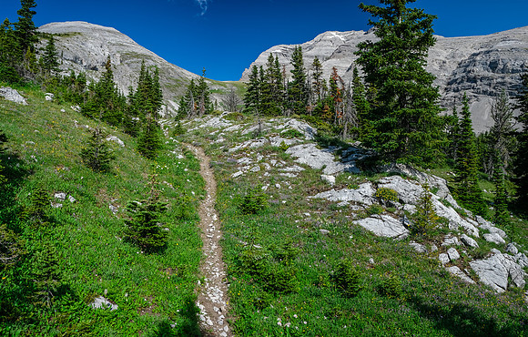 The trail approaches tree line. The pass visible above. TONS of flowers here.