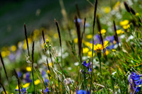 Wildflowers in the alpine meadows under the pass.