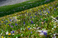 Wildflowers in the alpine meadows under the pass.