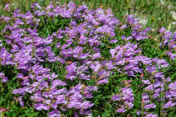 Wildflowers in the alpine meadows under the pass.