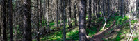 Hiking through light forest on the GDT.