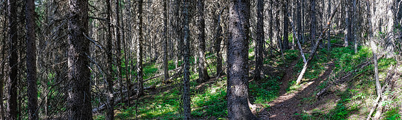 Hiking through light forest on the GDT.