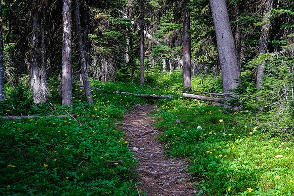 Hiking through light forest on the GDT.