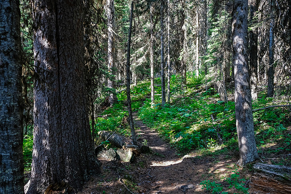 Hiking through light forest on the GDT.