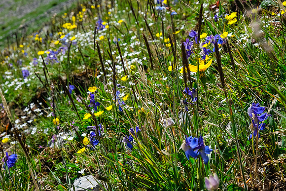 Wildflowers in the alpine meadows under the pass.