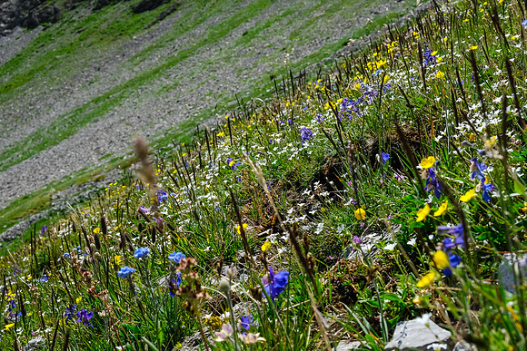 Wildflowers in the alpine meadows under the pass.