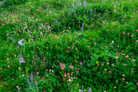 Wildflowers.