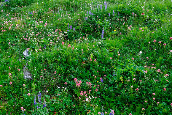 Wildflowers.