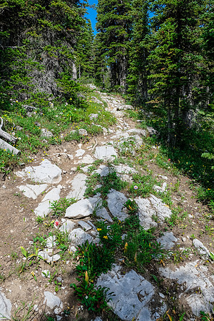 Hiking through light forest on the GDT.