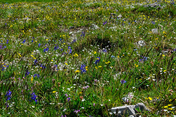 Wildflowers in the alpine meadows under the pass.