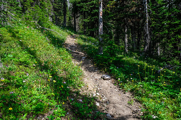 Hiking through light forest on the GDT.