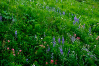 Wildflowers.