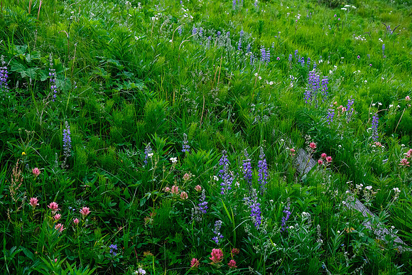 Wildflowers.