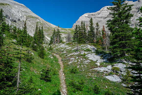 The trail approaches tree line. The pass visible above. TONS of flowers here.