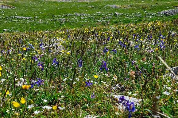 Wildflowers in the alpine meadows under the pass.