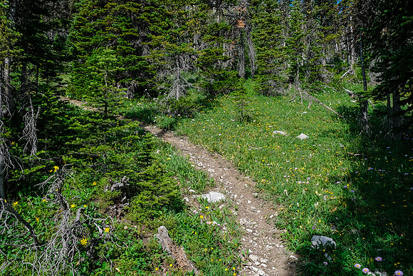 Hiking through light forest on the GDT.