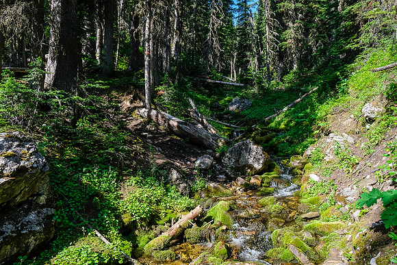 Hiking through light forest on the GDT.