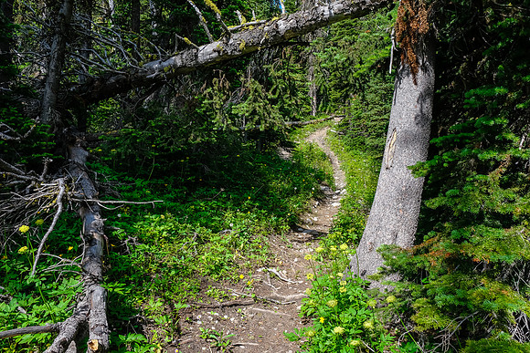 Hiking through light forest on the GDT.