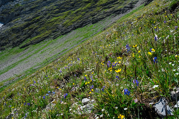 Wildflowers in the alpine meadows under the pass.
