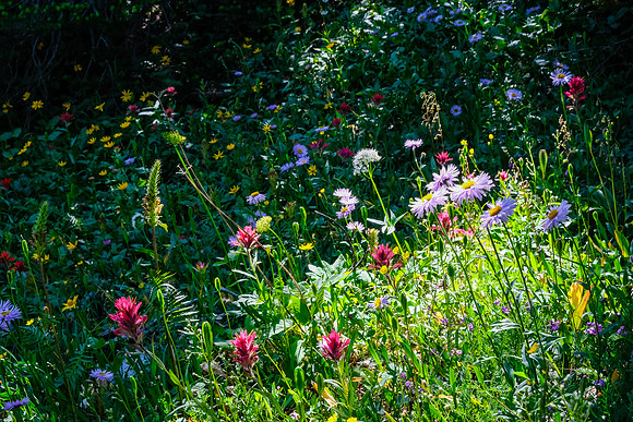 So. Many. Flowers!