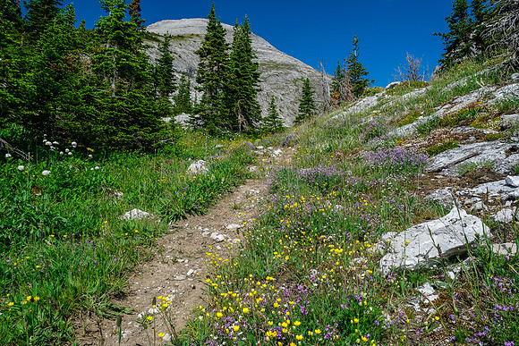 The trail approaches tree line. The pass visible above. TONS of flowers here.