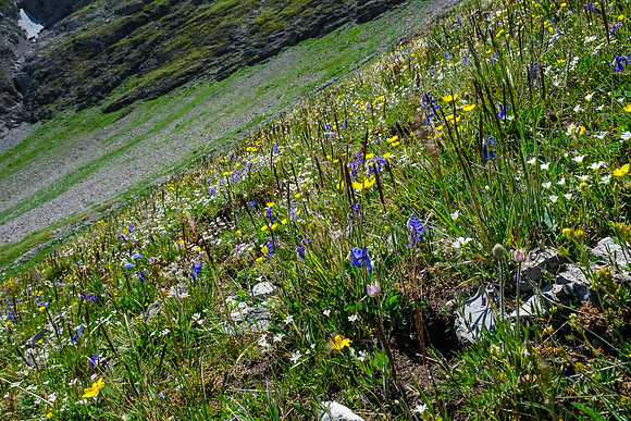 Wildflowers in the alpine meadows under the pass.
