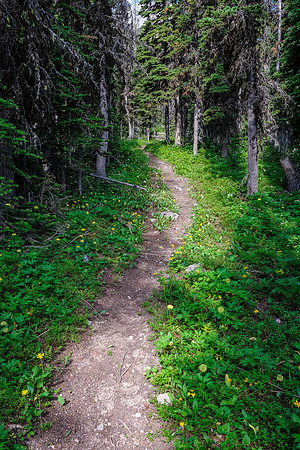 Hiking through light forest on the GDT.