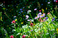 So. Many. Flowers!