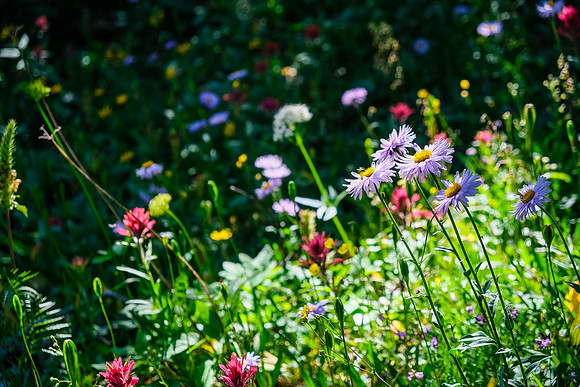 So. Many. Flowers!