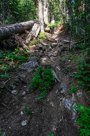 Hiking through light forest on the GDT.