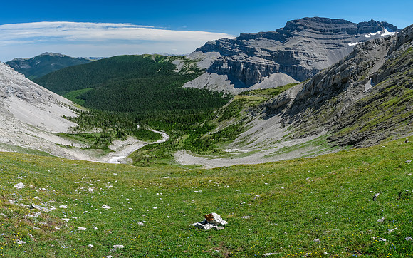 Alpine meadows.
