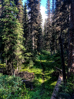 The trail is faint but the path through the forest is surprisingly wide for most of the White Man Pass trail.