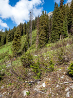 The vegetation can be thick on avy paths.