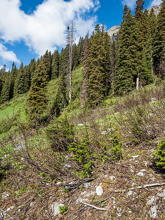 The vegetation can be thick on avy paths.