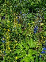Flowers on the avalanche slopes.