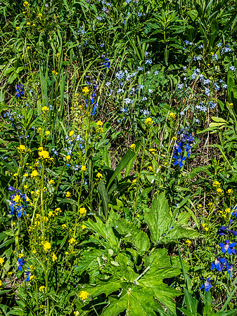 Flowers on the avalanche slopes.