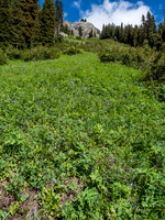 Steep and vegetated - but at least not with alders.