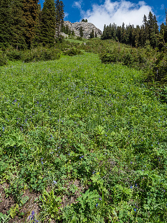 Steep and vegetated - but at least not with alders.
