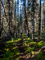 A nice morning walk through the forest along the Spray River.