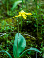 Glacier Lily
