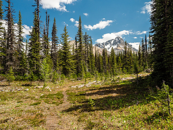 Like many Rockies passes, White Man Pass is more of a boggy meadow than a "pass". But this is a lovely wild place nonetheless.