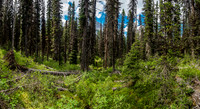 Hours and hours of forest hiking is good for the soul.